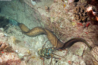 Gymnothorax flavimarginatus (Yellowmargin Moray)