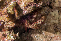 Diadema paucispinum (Long-Spined Urchin)
