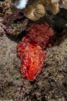 Hexabranchus sandwichensis (Hawaiian Spanish Dancer)