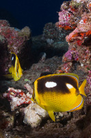 Chaetodon quadrimaculatus (Fourspot Butterflyfish)