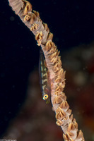 Bryaninops yongei (Wire Coral Goby)