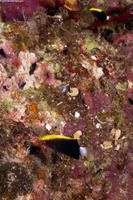 Bodianus albotaeniatus (Hawaiian Hogfish)