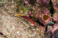 Pseudocheilinus octotaenia (Eightline Wrasse)