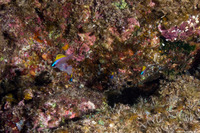 Chromis ovalis (Oval Chromis)