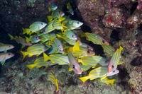 Lutjanus kasmira (Bluestripe Snapper)