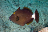 Sufflamen fraenatum (Bridled Triggerfish)