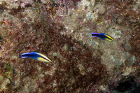 Labroides phthirophagus (Hawaiian Cleaner Wrasse)