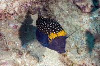 Ostracion meleagris (Spotted Boxfish)