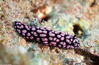 Phyllidiella pustulosa (Pustulose Phyllidia)