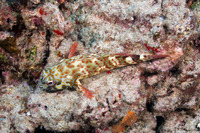 Cirrhitus pinnulatus (Stocky Hawkfish)