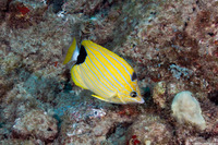 Chaetodon fremblii (Bluestripe Butterflyfish)