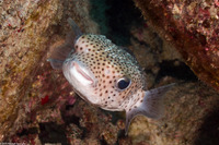 Diodon hystrix (Porcupinefish)