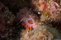 Ciliopagurus strigatus (Cone Shell Hermit Crab)