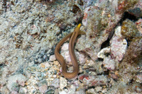 Gymnothorax melatremus (Dwarf Moray)