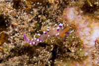 Coryphellina exoptata (Desirable Flabellina)