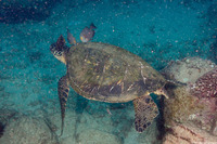 Chelonia mydas (Green Sea Turtle)