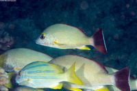 Lutjanus fulvus (Blacktail Snapper)