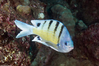 Abudefduf abdominalis (Hawaiian Sergeant)