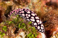 Phyllidiella pustulosa (Pustulose Phyllidia)