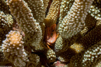 Trapezia flavopunctata (Yellow-Spotted Guard Crab)