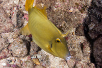Cantherhines dumerilii (Barred Filefish)