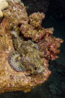 Scorpaenopsis diabolus (Devil Scorpionfish)