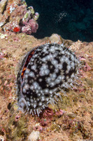 Cypraea tigris (Tiger Cowry)