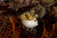 Aniculus maximus (Hairy Yellow Hermit Crab)