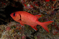 Myripristis berndti (Bigscale Soldierfish)