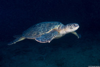 Chelonia mydas (Green Sea Turtle)