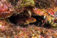 Gymnothorax melatremus (Dwarf Moray)