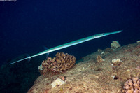 Fistularia commersonii (Bluespotted Cornetfish)