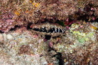 Pinctada margaritifera (Pacific Pearl Oyster)