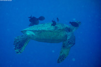 Chelonia mydas (Green Sea Turtle)