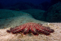 Acanthaster solaris (Crown-of-Thorns Star)