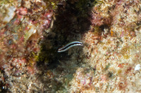 Thalassoma duperrey (Saddle Wrasse)