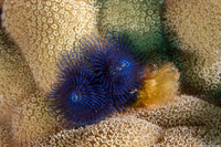 Spirobranchus sp.1 (Christmas Tree Worm)
