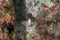 Chromis ovalis (Oval Chromis)