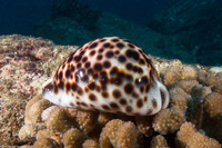 Cypraea tigris (Tiger Cowry)