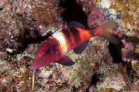 Parupeneus multifasciatus (Manybar Goatfish)