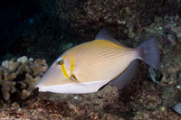 Sufflamen bursa (Scythe Triggerfish)