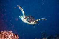 Chelonia mydas (Green Sea Turtle)