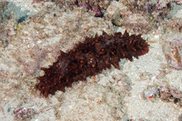 Stichopus sp.1 (Hawaiian Spiky Sea Cucumber)
