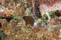 Pycnochromis hanui (Chocolate Dip Chromis)