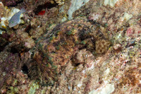 Dolabella auricularia (Eared Sea Hare)