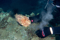 Dolabella auricularia (Eared Sea Hare)