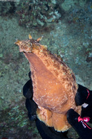 Dolabella auricularia (Eared Sea Hare)