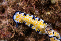 Hypselodoris imperialis (Imperial Nudibranch)