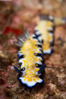 Hypselodoris imperialis (Imperial Nudibranch)