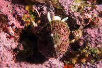 Diodora aspera (Keyhole Limpet)